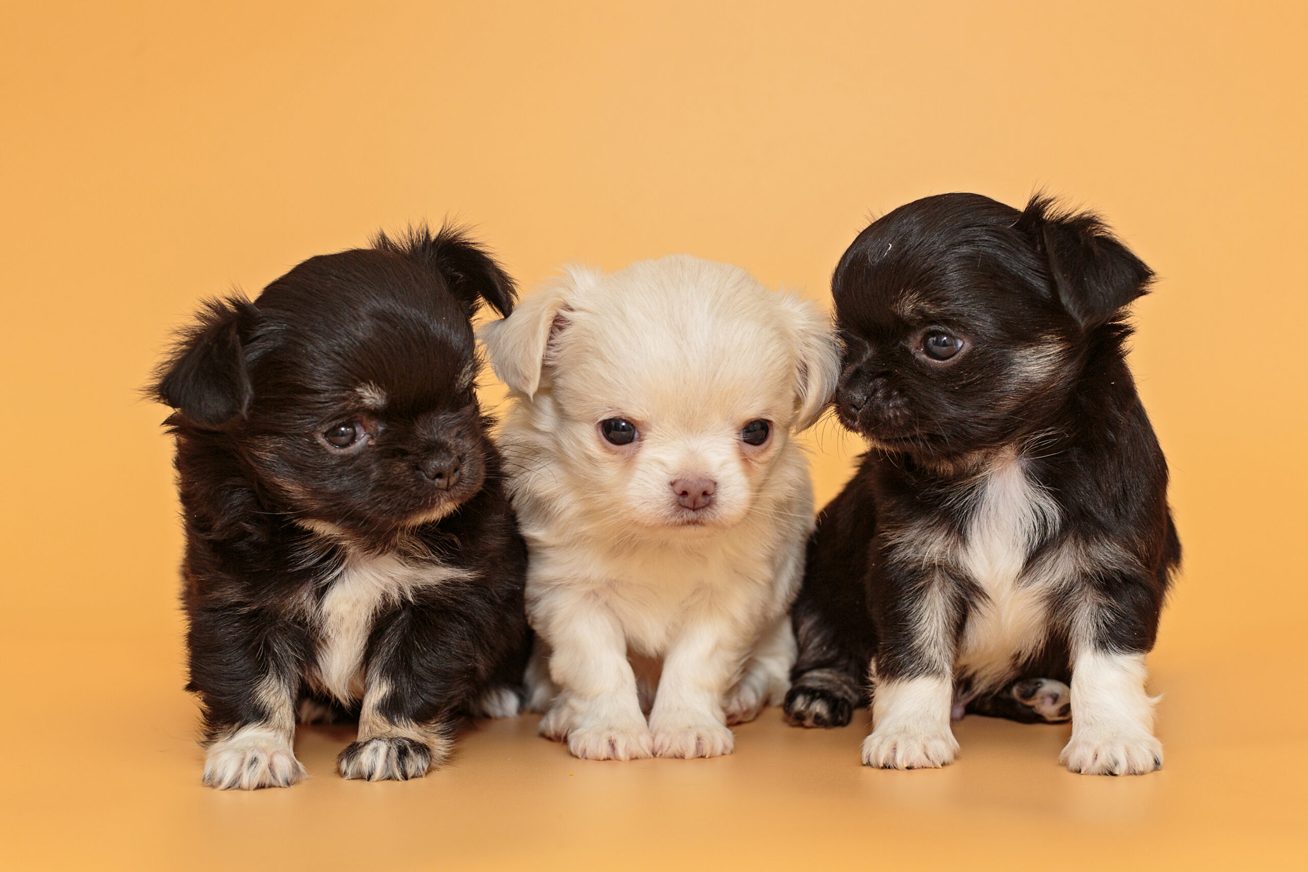 Three small Chihuahua puppies