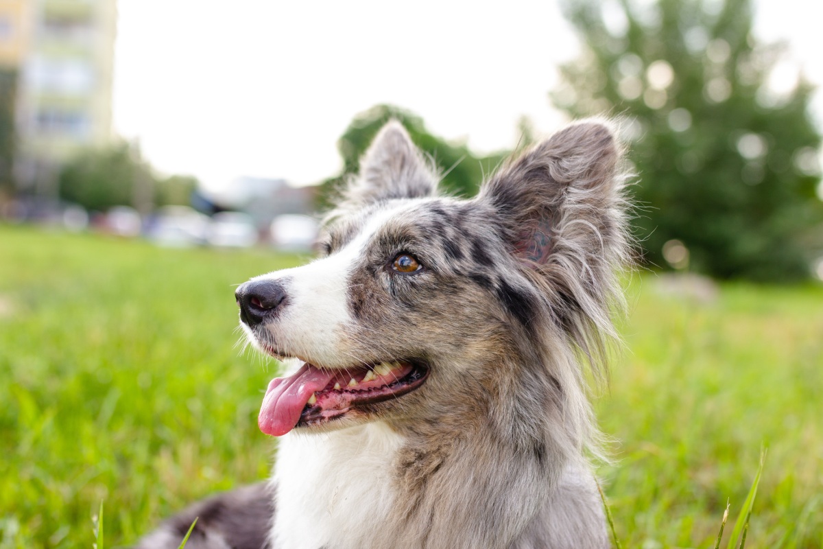 welsh-corgi-cardigan-on-green-grass-outdoor-2022-11-16-13-37-00-utc (1)
