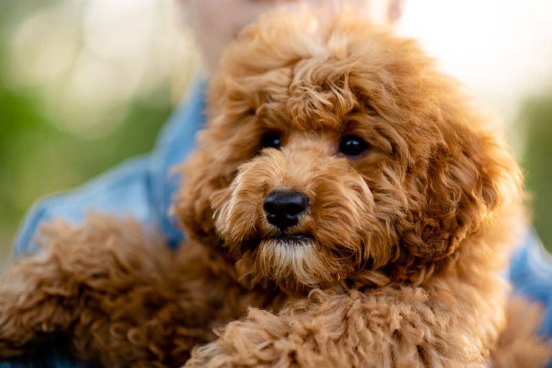 a dog of toy poodle breed