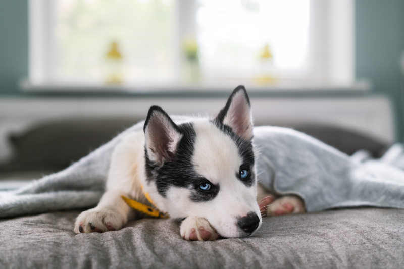 Puppy and Kitten Care: A Guide for New Pet Owners