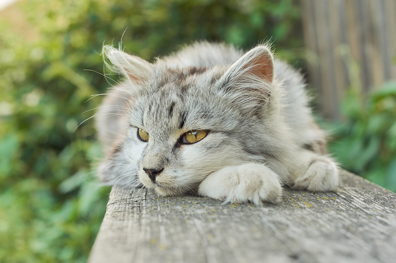 The Importance of Microchipping Your Pet in Durango