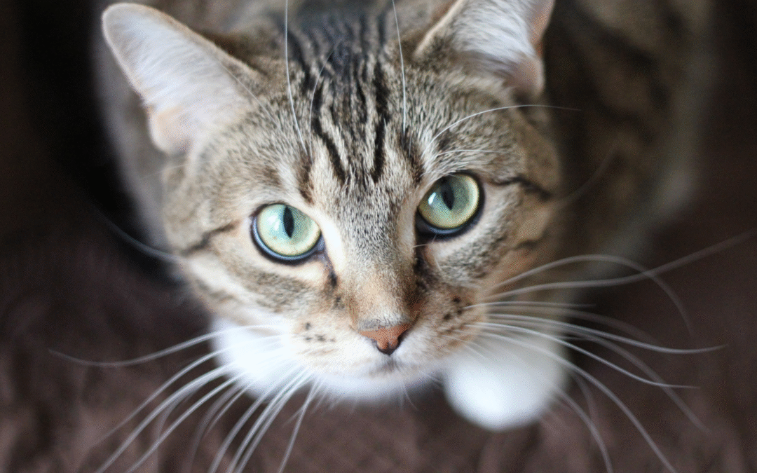 Symptoms and Prevention of Feline Leukemia