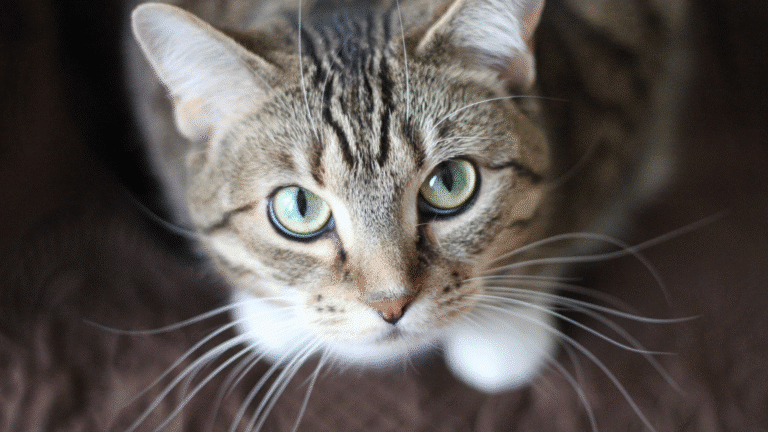 Symptoms and Prevention of Feline Leukemia