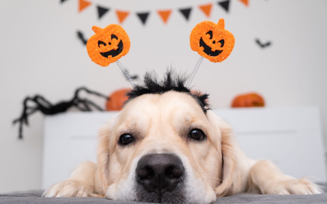 Pet Halloween Dangers You May Not Think About