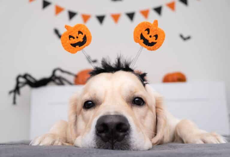 Pet Halloween Dangers You May Not Think About