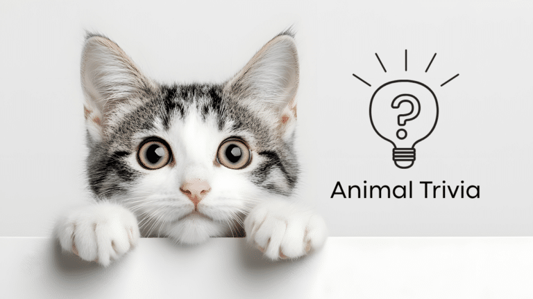 Vet Near Me Quiz – Are You Smarter Than a 5th Grader? Pet Edition | Kindness Animal Hospital