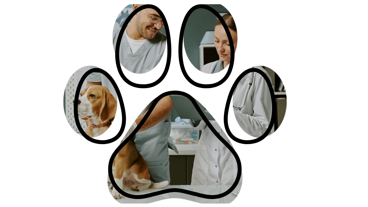 Dog wellness exam at a vet near me in Durango