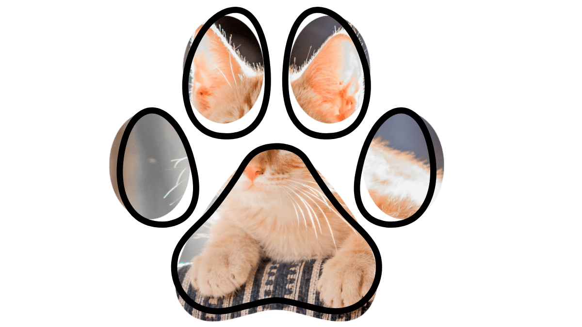 Cat preventive care with a vet near me in Durango CO