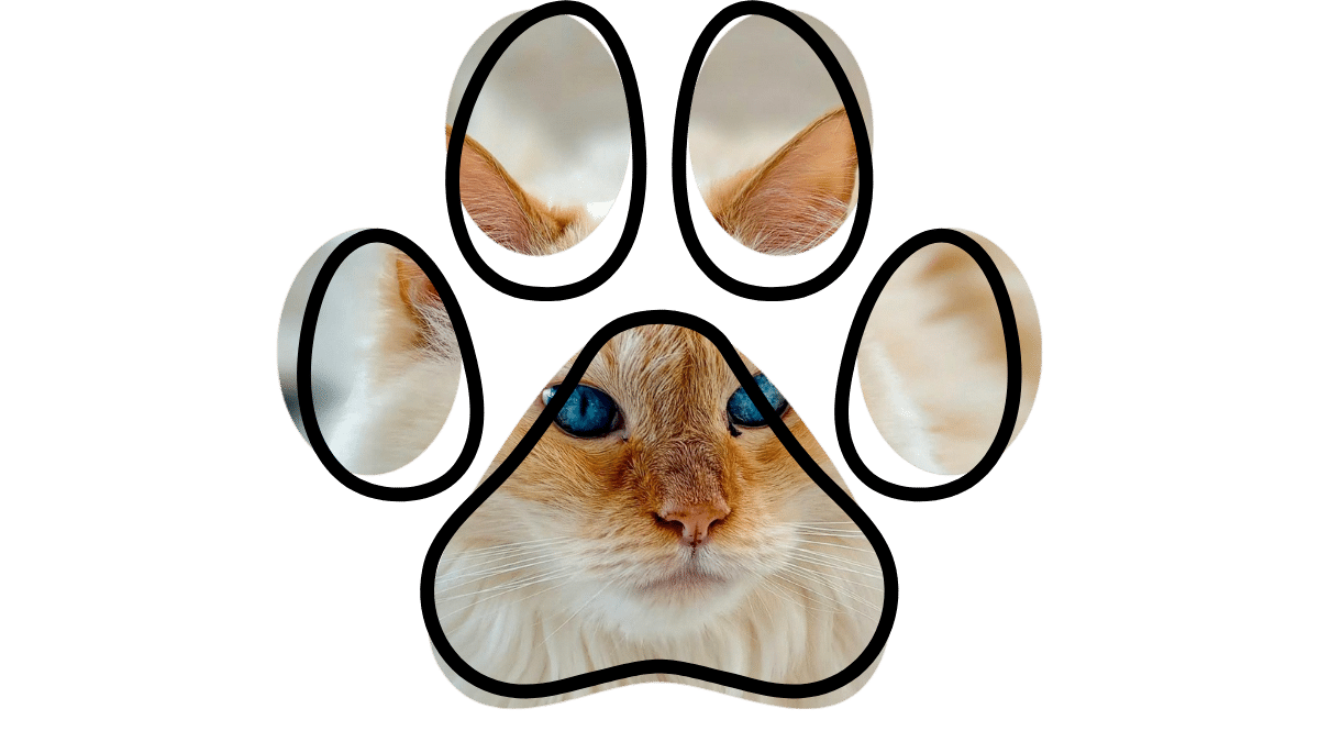 Veterinary care team at a vet near me in Durango Colorado