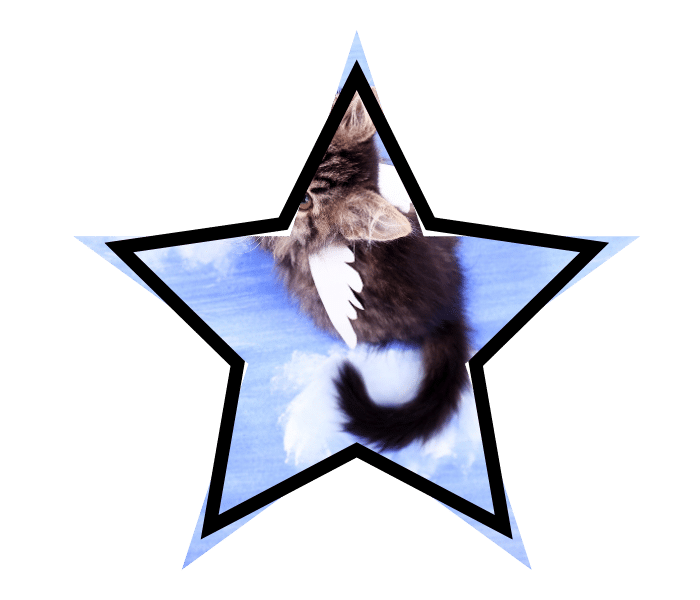 Mythical winged cat representing pet misconceptions that owners have in Durango, CO