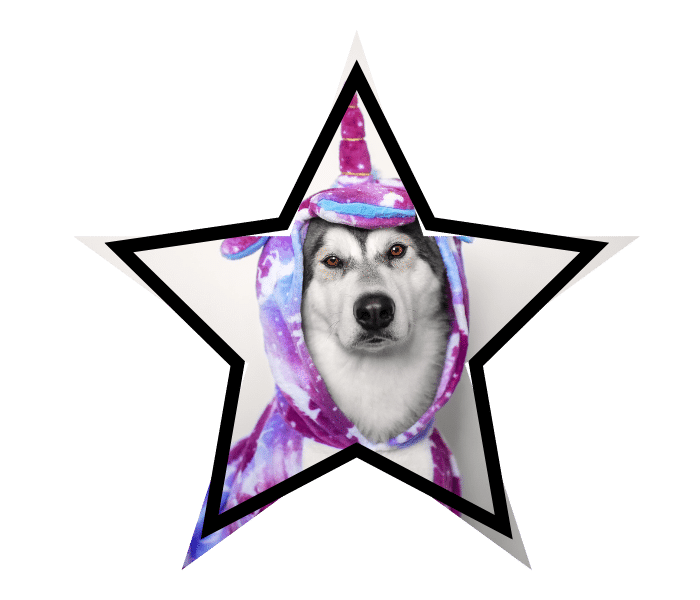 Dog in a unicorn costume promoting animal care in Durango, CO from Kindness Animal Hospital