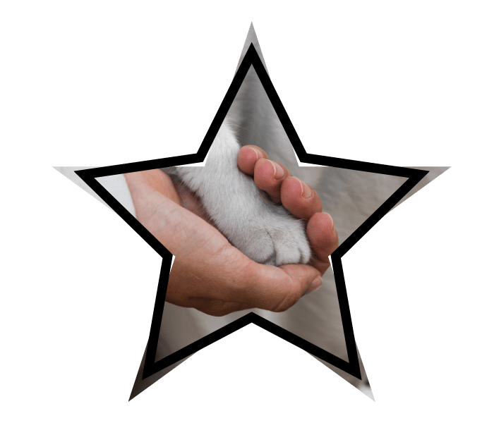 Caring hand holding a cat paw, like the veterinary team at Kindness Animal Hospital in Durango, CO