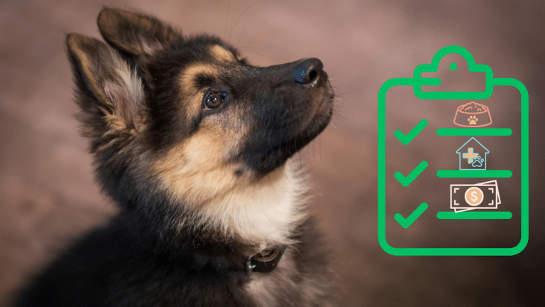 A New Pet Starter Guide