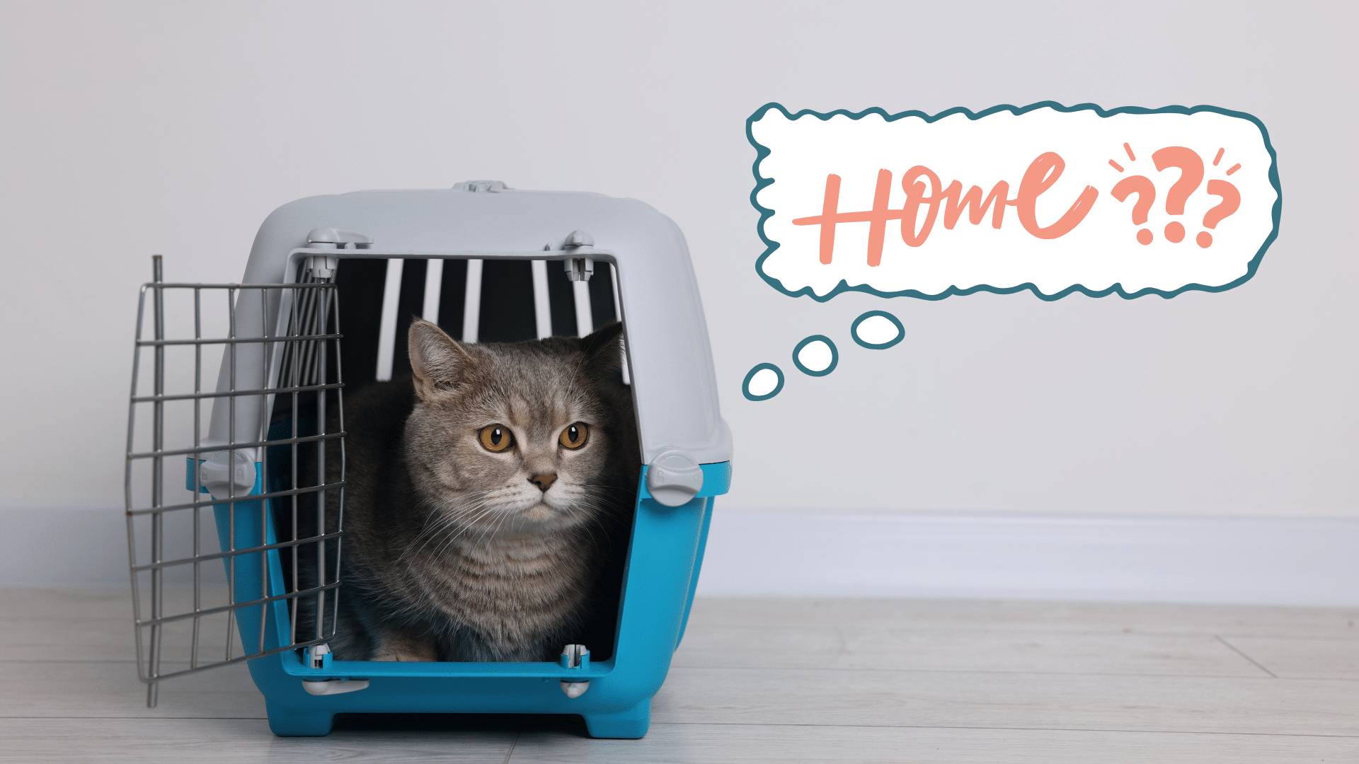 New cat arriving home in Durango, CO
