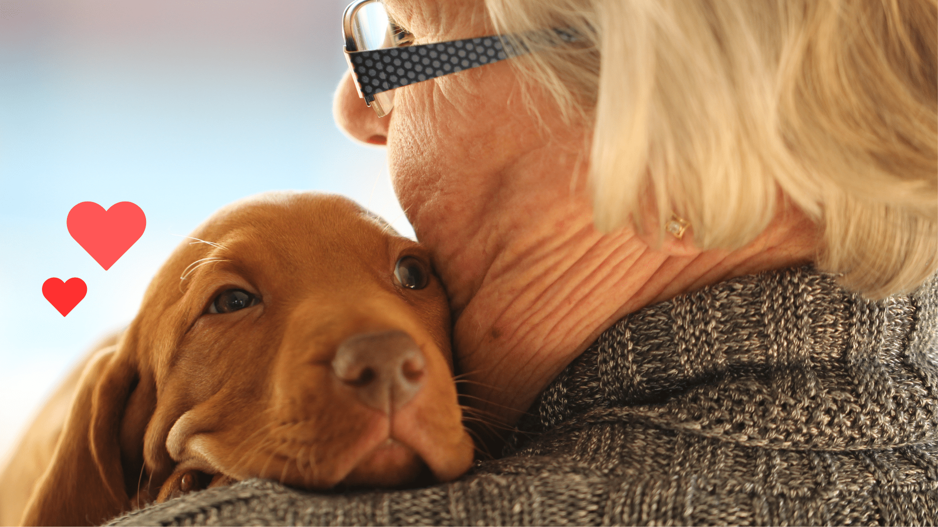 New puppy being held by an owner with veterinary support from Kindness Animal Hospital